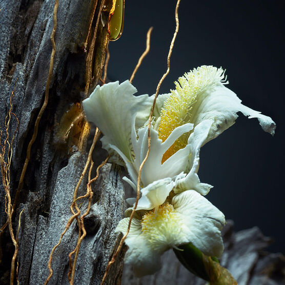 Perfume Guerlain Vetiver Le Parfum Masculino Eau de Parfum