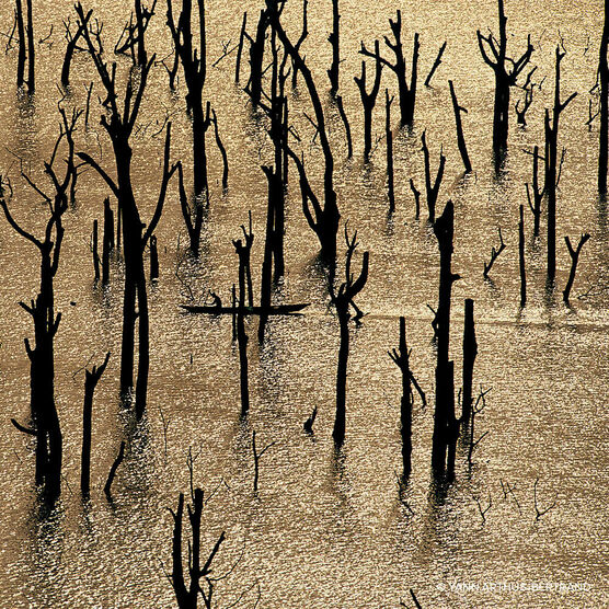 Aqua Allegoria Nerolia Vetiver Forte EDP