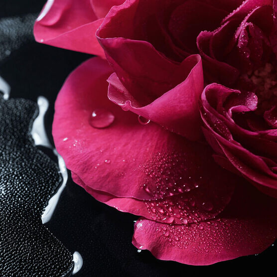 Perfume Guerlain La Petite Robe Noire Rose Noire Feminino Eau de Parfum