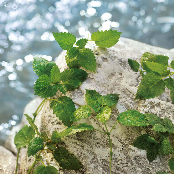 D&GABBANA  LIGHT BLUE MA EDTV 75ML