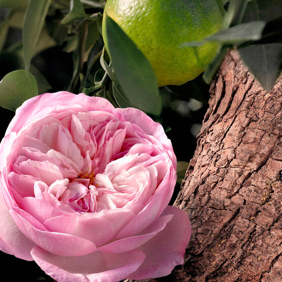 Refil Perfume Chloe Rose Naturelle Intense Feminino Eau De Parfum