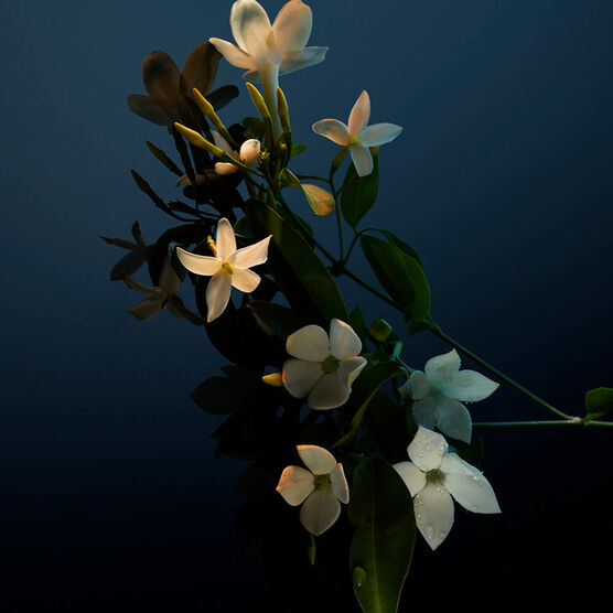 FAME REFILLABLE 30ML