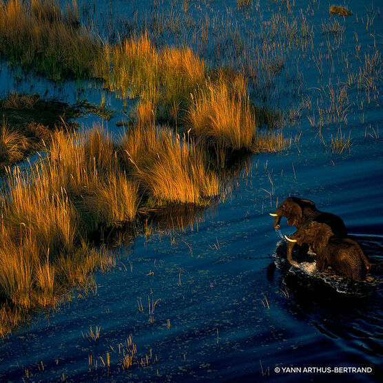 Refil Aqua Allegoria Mandarine Basilic EDP Forte Feminino