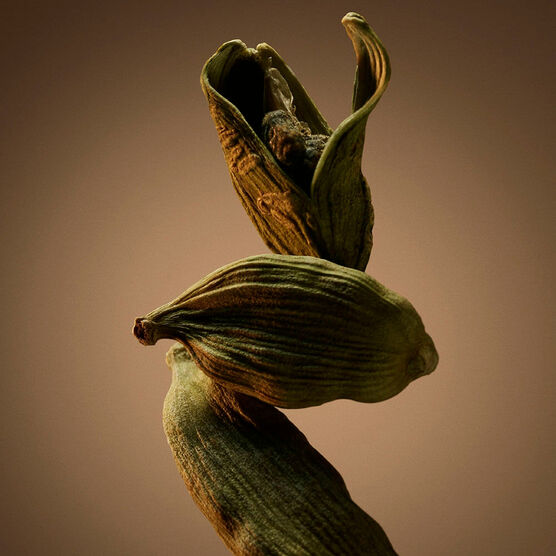 HUGO BOSS  BOSS BOTTLED  EDP  50ML