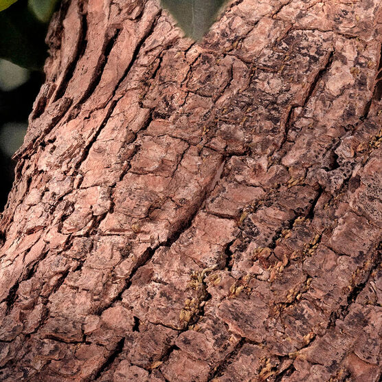 CHLOE SIGNATURE INT REFIL EDP 100ML