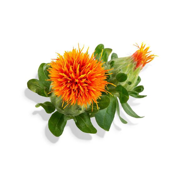 SHISEIDO   PERFECTION DA FACE 50ML