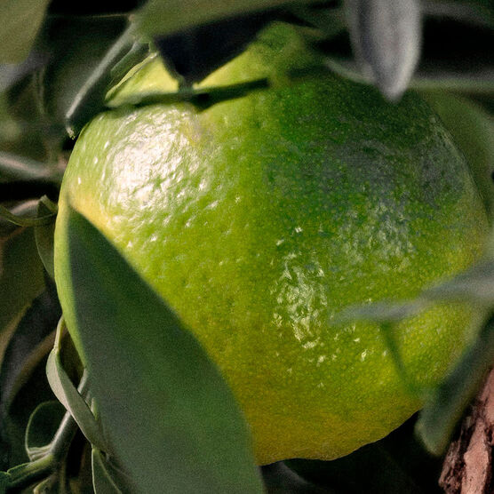 CHLOE SIGNATURE INT REFIL EDP 100ML