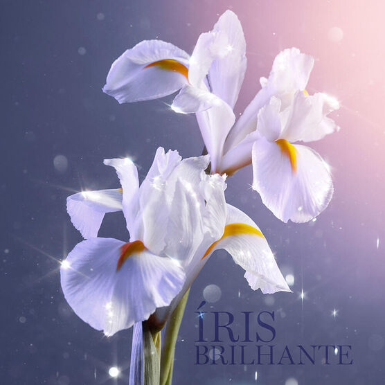 Perfume Lanc&ocirc;me La Vie Est Belle Feminino Eau de Parfum