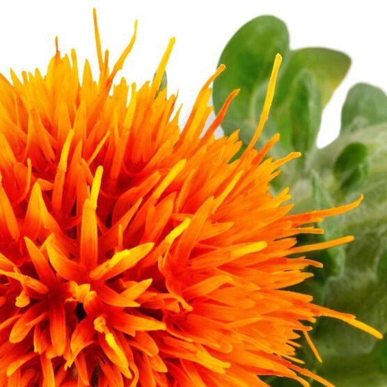 SHISEIDO   PERFECTION DA FACE 50ML