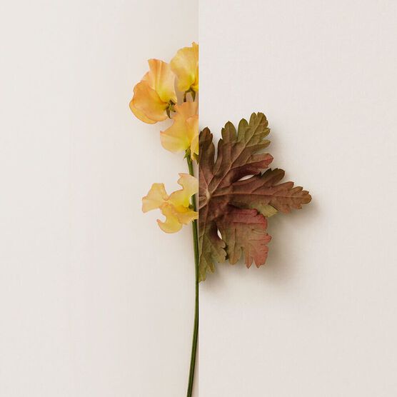 BURBERRY   MY BURBERRY   EDP  90ML