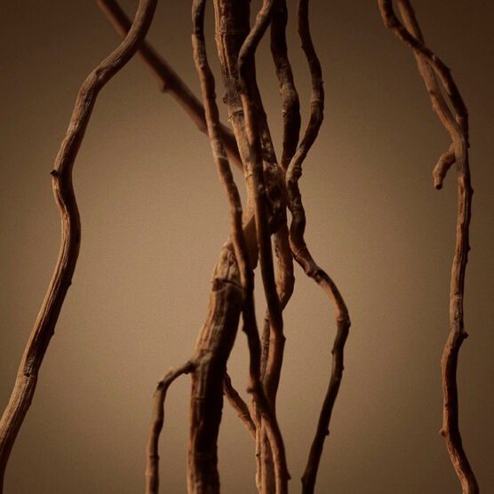 HUGO BOSS  BOSS BOTTLED  EDP  50ML