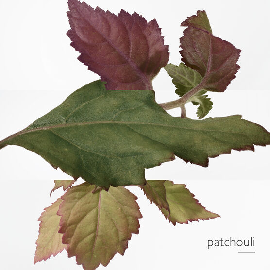 HERMES     TWILLY        EDP  30ML