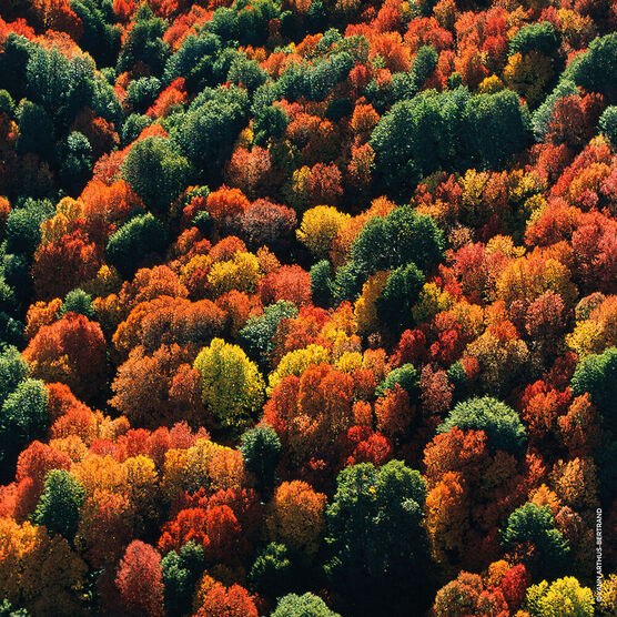 Perfume Guerlain Aqua Allegoria Rosa Palissandro Forte Feminino Eau de Parfum